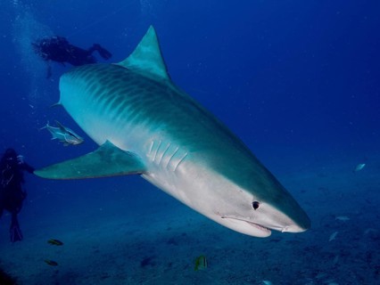 Large tiger shark (Galeocerdo cuvier) in deep water with divers nearby watching the animal,