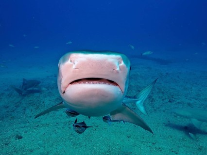Close-up of a tiger shark (Galeocerdo cuvier) swimming towards the camera in the deep blue water of