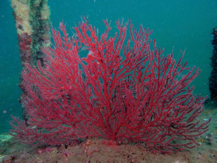 Red coral, deep-sea gorgonian (Iciligorgia schrammi), on sandy seabed, surrounded by aquatic