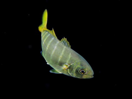 A silver fish with a yellow tail, juvenile jack mackerel (Carangidae), swimming in the dark ocean