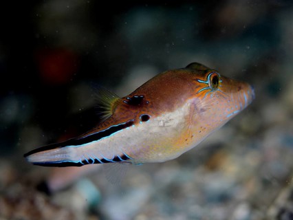 A brown fish with neon coloured accents, Congo pufferfish (Canthigaster rostrata), swims in an