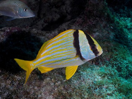 A yellow striped fish, pig grunt (Anisotremus virginicus), swims on a reef in the ocean. Dive site