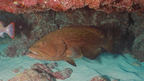 A large Black Grouper (Mycteroperca bonaci) hides under a reef on the sandy seabed. Dive site John
