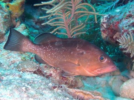 A single Black Grouper (Mycteroperca bonaci) near corals in an underwater landscape. Dive site John