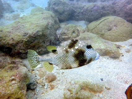 A pufferfish with a speckled pattern, blackspot boxfish (Lactophrys bicaudalis), swims over a sandy