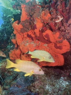 Colourful fish, schoolmaster snapper (Lutjanus apodus), swimming on a vibrant orange sea sponge in