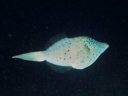 A fish with blue spots, script filefish (Aluterus scriptus), swims in a dark underwater environment