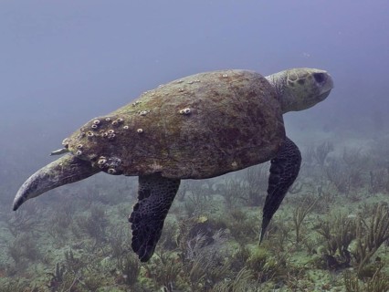 Loggerhead sea turtle (Caretta caretta) swimming in calm, clear water, surface covered with algae