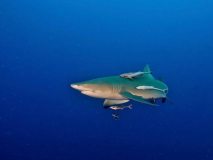 Lemon shark (Negaprion brevirostris) with several small fish, shipkeepers (Echeneidae), as company