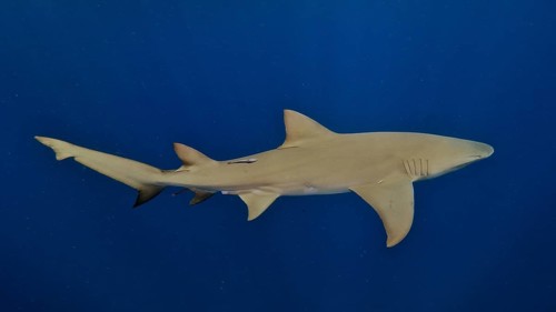Slender lemon shark (Negaprion brevirostris) swimming in the blue waters of the ocean. Dive site