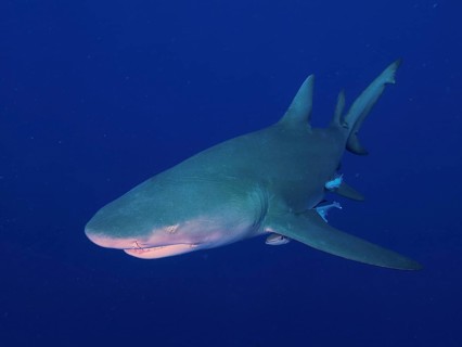 Lemon shark (Negaprion brevirostris) swims through the deep blue water. Dive site Lemon Drop,