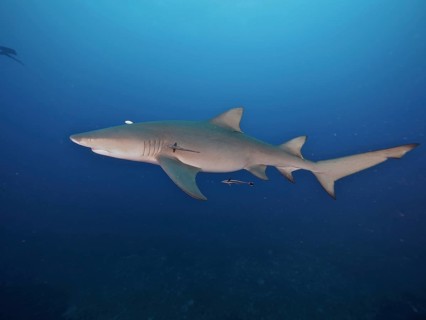 A lemon shark (Negaprion brevirostris) swims freely in the deep blue ocean, accompanied by a small