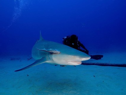 Lemon shark (Negaprion brevirostris) swimming close to a diver in deep blue water. Dive site