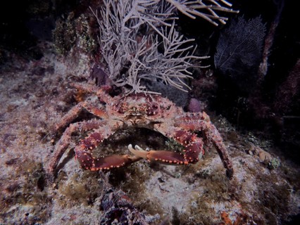Large crab with distinctive claws and dotted shell, West Indian spider crab (Maguimithrax