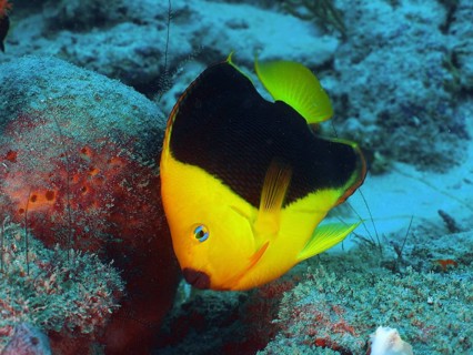 A bright yellow fish with black areas, tricolour angelfish (Holacanthus tricolor), at the coral