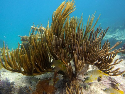 Arched shrub gorgonian (Plexaura flexuosa) with yellow fish in dynamic underwater movement. Dive