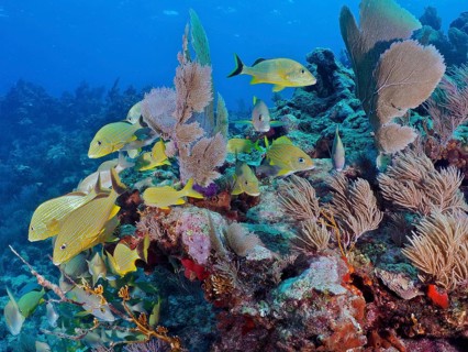 Many yellow bluestriped grunts (Haemulon sciurus) swim through a colourful reef in clear water.