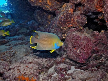 A colourful Bermuda angelfish (Holacanthus bermudensis) with bright blue and yellow colours next to