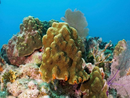 Lively coral landscape with mountain star coral (Orbicella faveolata) in light blue water. Dive