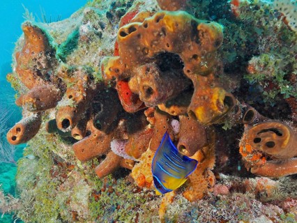 Living sponges, Brown tube sponge (Agelas conifera), with colourful fish inhabiting the reefs. Dive