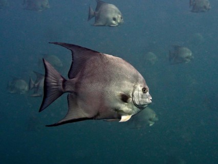 A grey Atlantic spadefish (Chaetodipterus faber) swims in a dark blue ocean. Dive site Amber Jack,