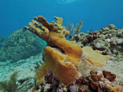 A yellowish elkhorn coral (Acropora palmata) rises from a rocky reef. Dive site John Pennekamp