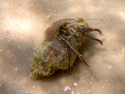 A hermit crab (Pagurus) crawls across a sandy seabed. Dive site John Pennekamp Coral Reef State