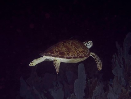 A Hawksbill sea turtle (Eretmochelys imbricata imbricata) swims in a dark marine environment. Dive