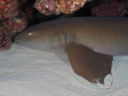 An Atlantic nurse shark (Ginglymostoma cirratum) rests on the seabed. Dive site John Pennekamp