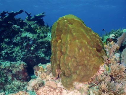 Large coral block, mountain star coral (Orbicella faveolata), in a calm underwater landscape. Dive