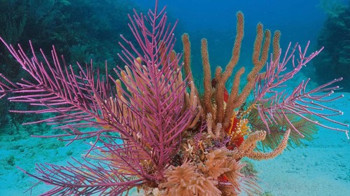 Lively, colourful coral formation with American gorgonian (Antillogorgia americana) under water