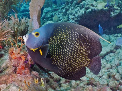 A magnificent French angelfish (Pomacanthus paru) in the colourful coral reef. Dive site John
