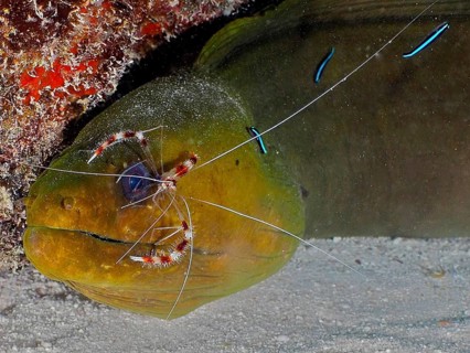 Green moray (Gymnothorax funebris) relaxes while cleaner shrimp, Banded Coral Shrimp (Stenopus