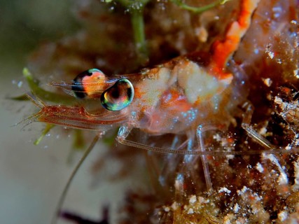 Close-up of a shrimp, Caribbean velvet shrimp (Metapenaeopsis goodei) with brightly coloured eyes