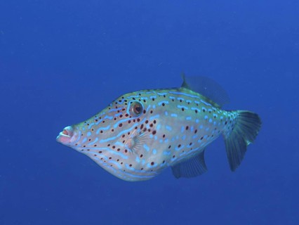 A spotted fish with unique patterns, script filefish (Aluterus scriptus), swims in the deep blue