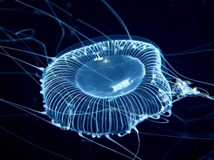 A blue-glowing jellyfish with long filaments floats in the dark water. Dive site, Riviera Beach,