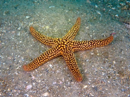 A yellow starfish with a dotted pattern, red spiny starfish (Echinaster sentus), lies on the seabed