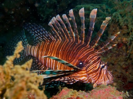 A Pacific red lionfish (Pterois volitans) with distinctive stripes, invasive species, swimming