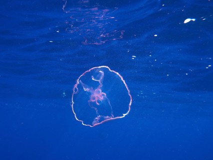 A translucent pink moon jellyfish (Aurelia aurita) floats close to the surface. Dive site John