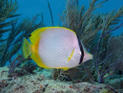 A yellow fish with black markings, Spotfin butterflyfish (Chaetodon ocellatus), swims past soft