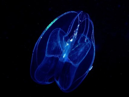 A luminous jellyfish, lobed ribbed jellyfish (Leucothea multicornis), floats in the dark underwater
