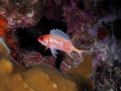 A red longspine hussar (Holocentrus rufus) swims in a coral reef full of colours and shapes. Dive