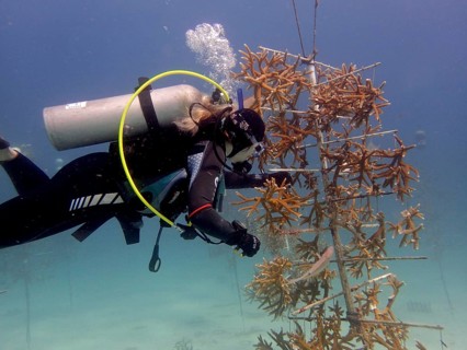 Coral cultivation. A diver works on planting corals underwater in the ocean. The aim is to grow