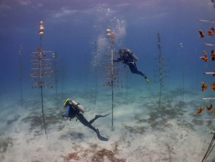 Coral cultivation. Two divers work on planting corals underwater in the ocean. The aim is to grow