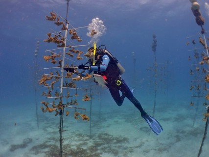 Coral farming. A diver works on underwater coral scaffolding in the clear blue ocean. The aim is to
