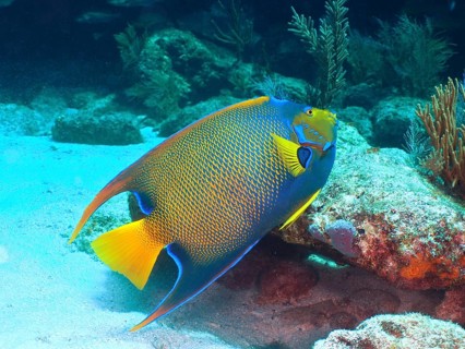 Elegant kingfish, queen angelfish (Holacanthus ciliaris), with bright colours glides over the sandy