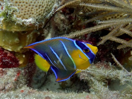 Colourful queen angelfish (Holacanthus ciliaris), juvenile, with blue and yellow stripes swimming