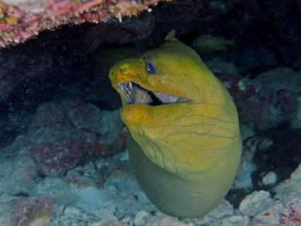 Green moray (Gymnothorax funebris) underwater in a cave between corals. Dive site John Pennekamp