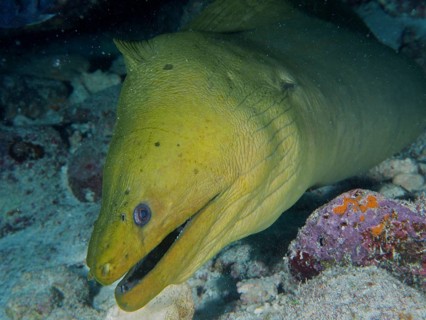A Green moray (Gymnothorax funebris) can be seen between the rocks. Dive site John Pennekamp Coral