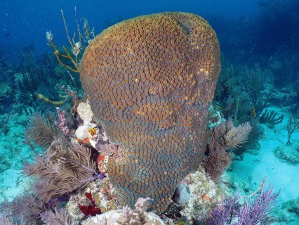 A large stony coral (Montastraea cavernosa) towers impressively in the coral reef. Dive site John